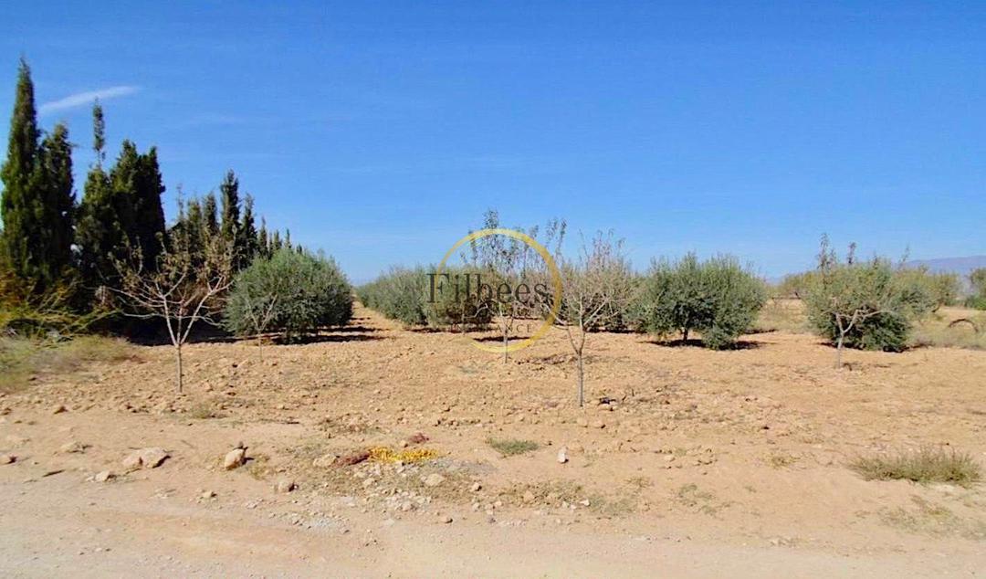 4 bedroom House / Villa in La Pinilla, Costa Cálida - Property FM1067