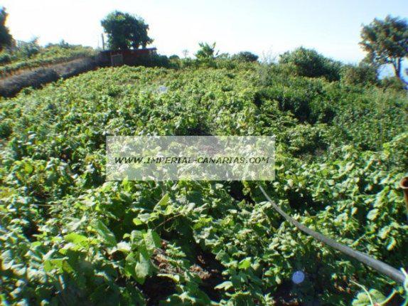 0 bedroom Land in La Orotava, Tenerife - Property IT70513