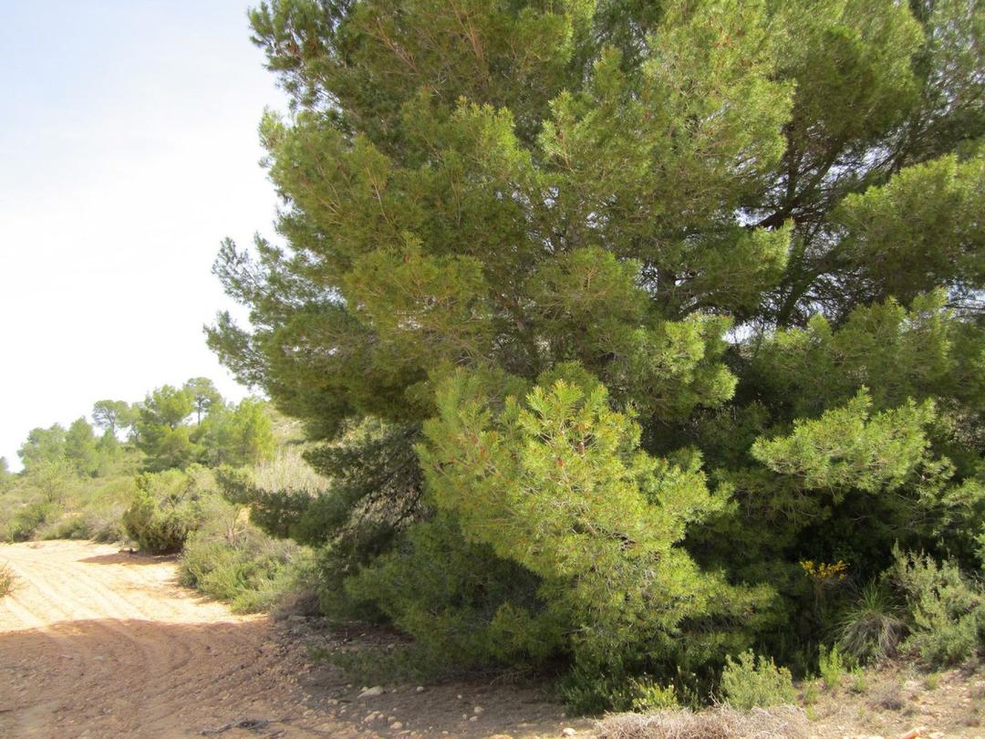 0 bedroom Land in Yecla, Costa Blanca - Property IV3