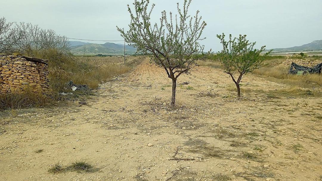 0 bedroom Land in Monovar, Costa Blanca - Property IV13740