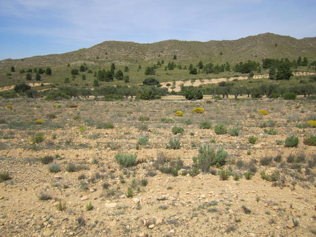 0 bedroom Land in Yecla, Costa Blanca - Property IV2