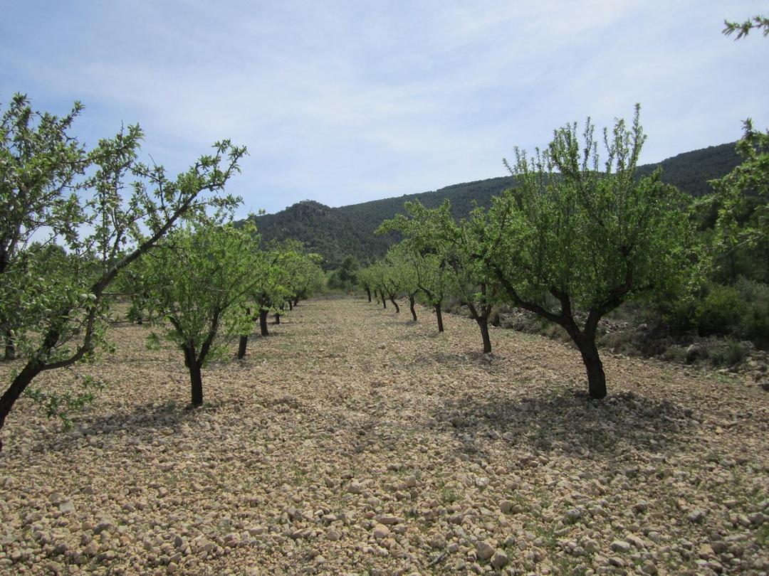 0 bedroom Land in Yecla, Costa Blanca - Property IV115JZ