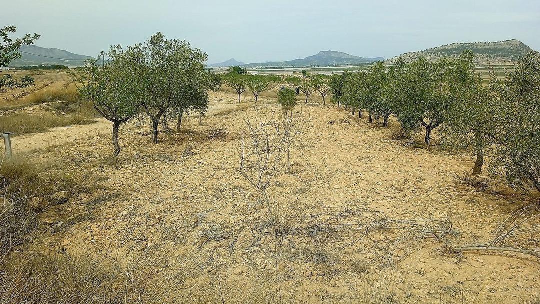0 bedroom Land in Monovar, Costa Blanca - Property IV13740