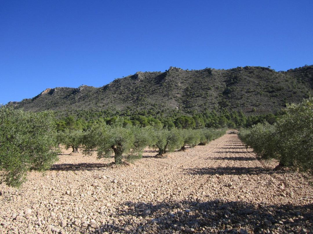 0 bedroom Land in Yecla, Costa Blanca - Property IV6